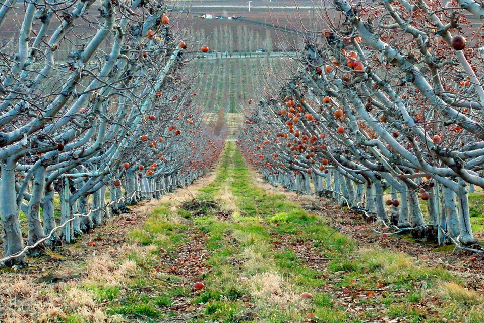 Agriculture apple flora