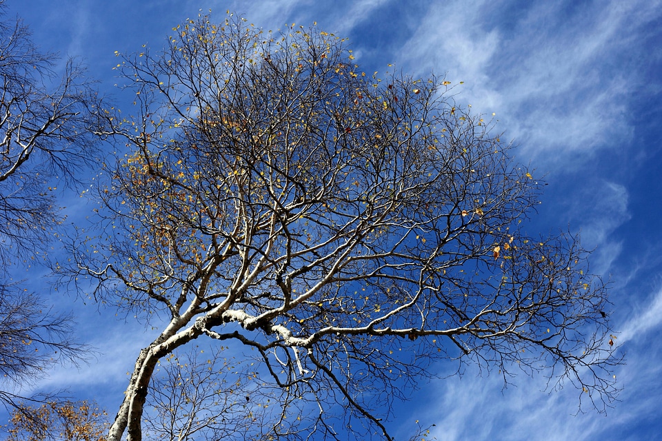Branch dawn forest