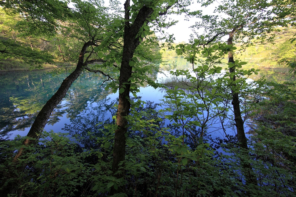 Daylight environment forest