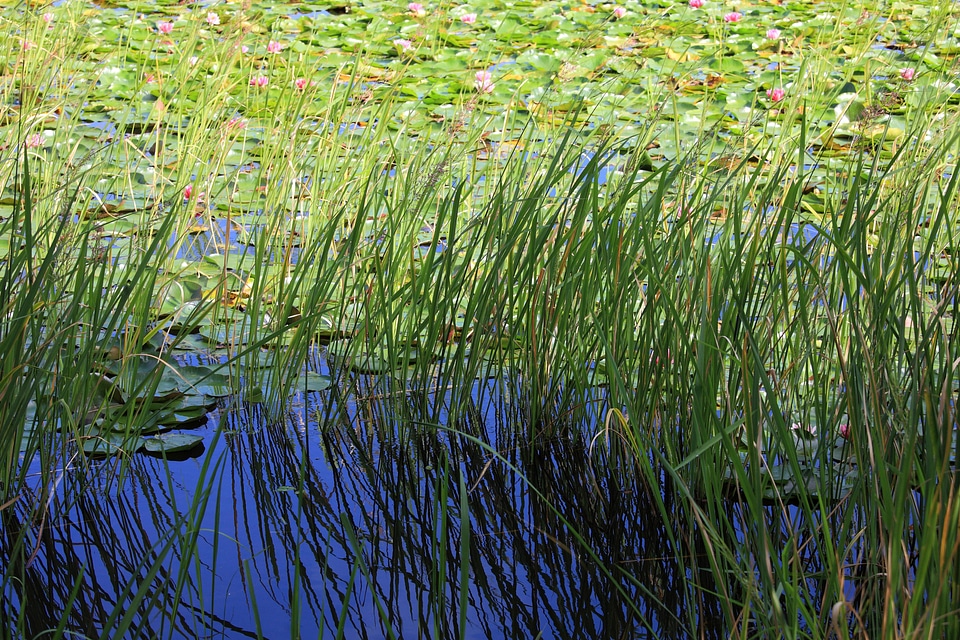 Environment field flora