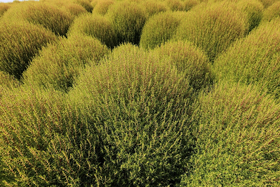 Agriculture daylight environment