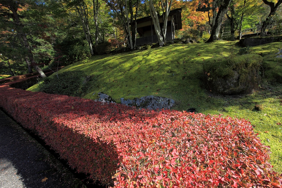 Autumn beautiful flowers blooming