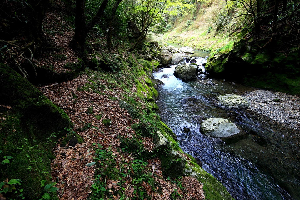 Aquatic autumn creek