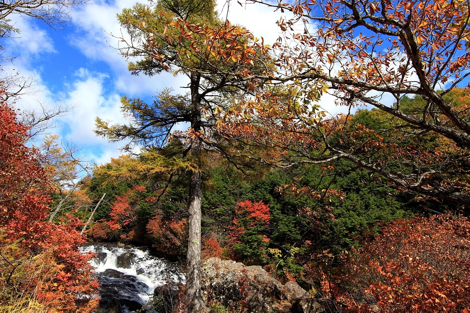 Autumn autumn season branch