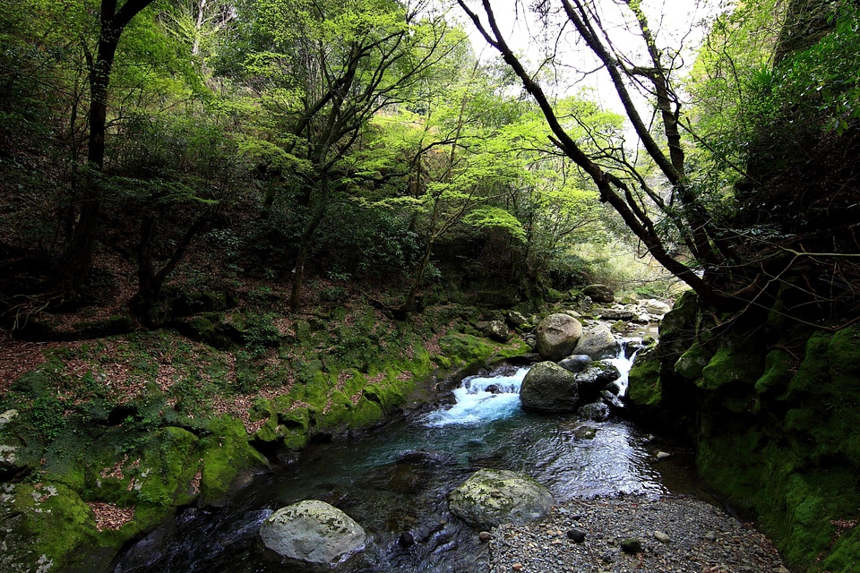 Creek environment forest photo