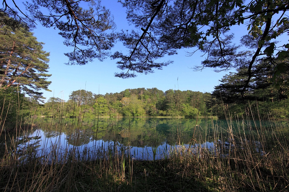 Coast environment foliage