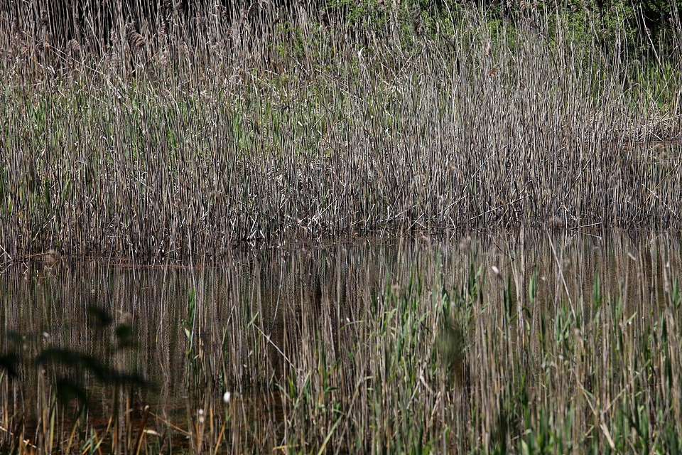 Flora foliage grass