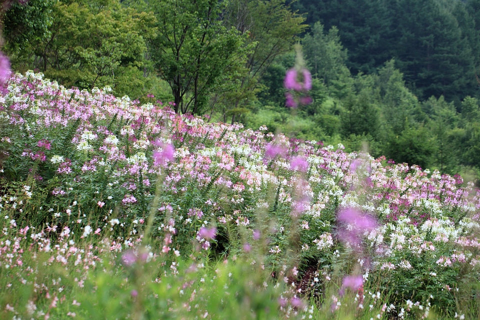 Beautiful Flowers bloom blooming