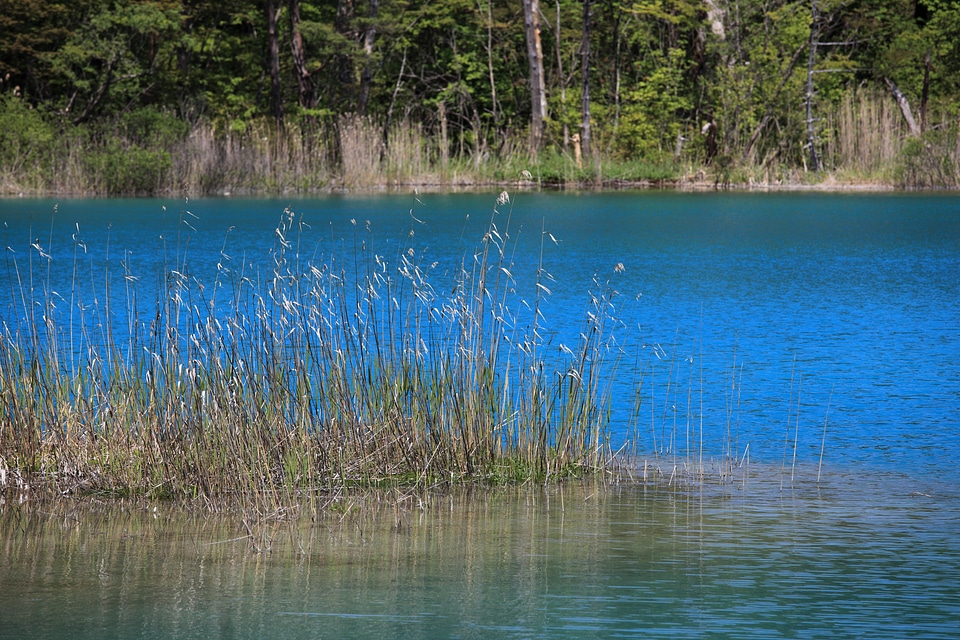 Coast foliage forest