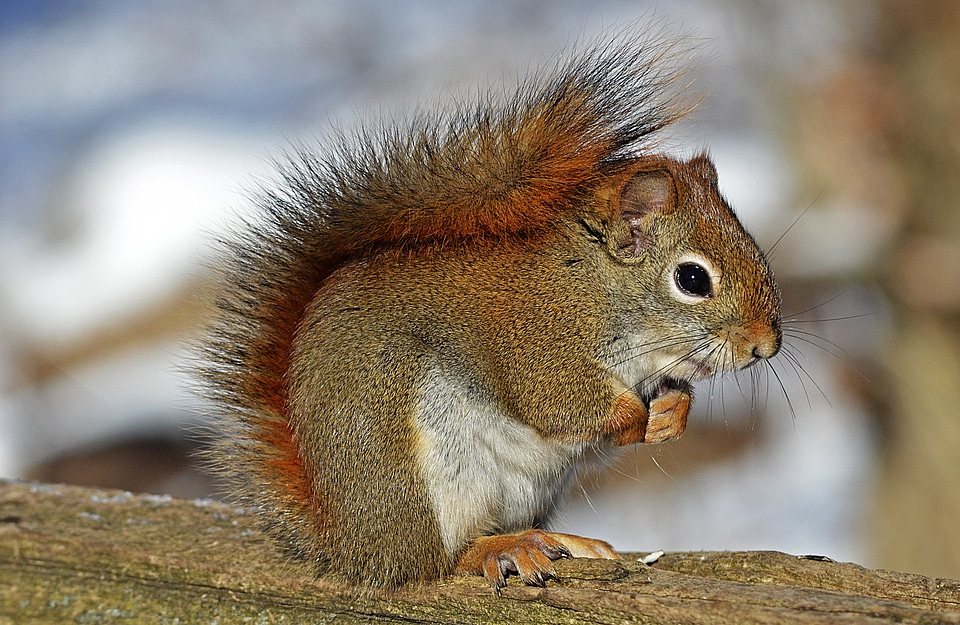 Wildlife animal environment