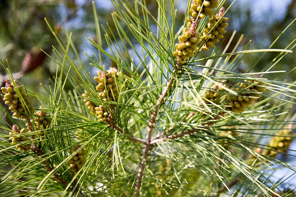 Beautiful Photo branch conifer