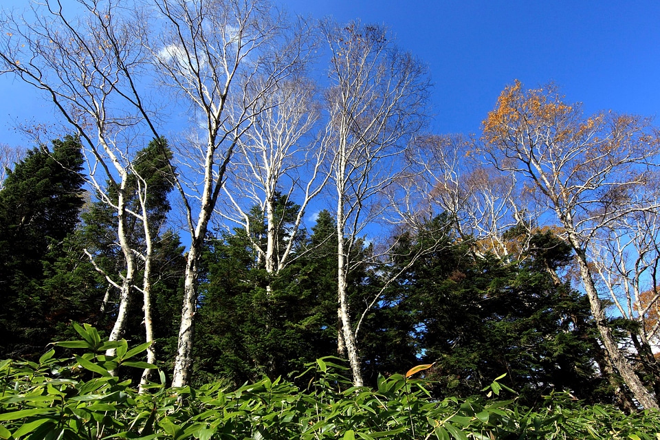 Birch branch branches
