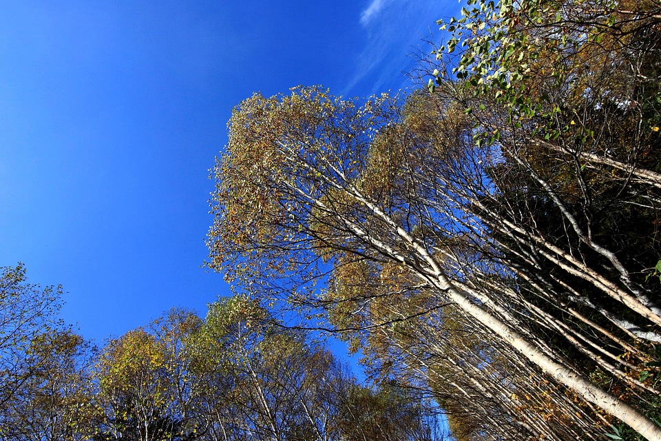 Branch branches environment