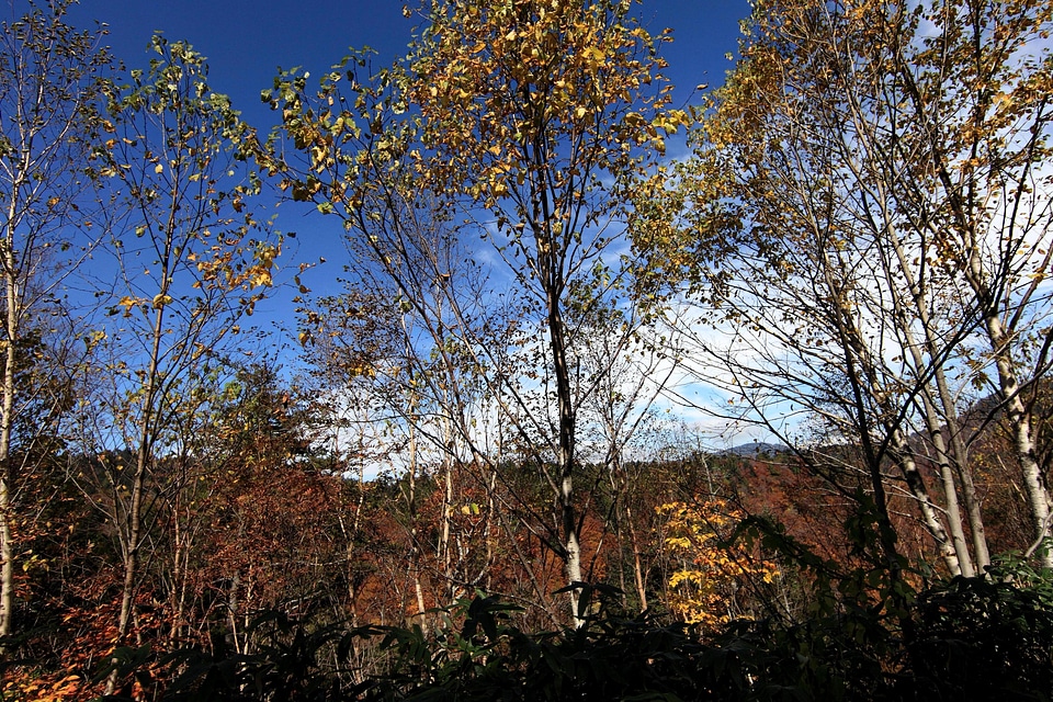 Autumn autumn season branch