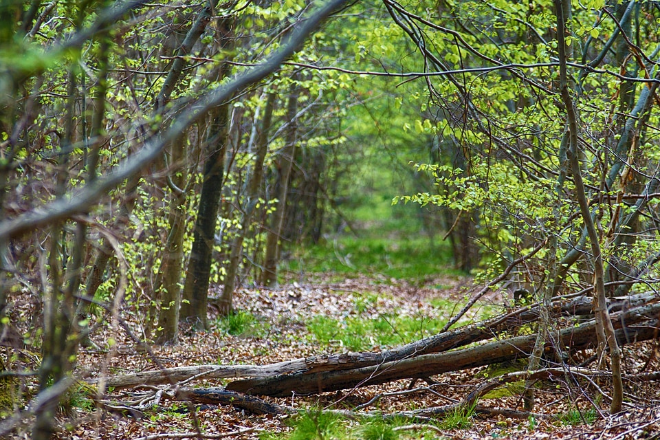Branch branches environment