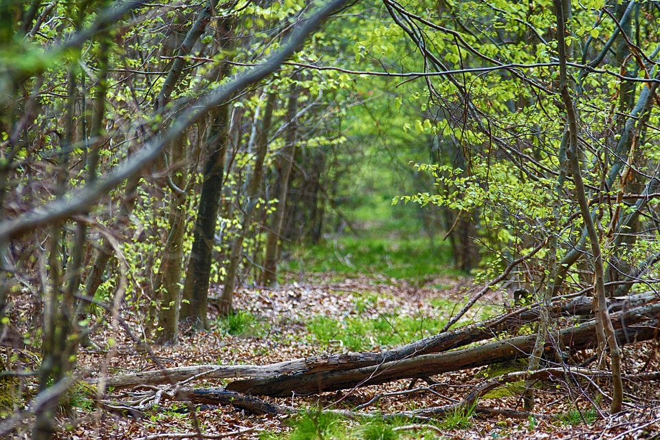 Branch branches environment photo