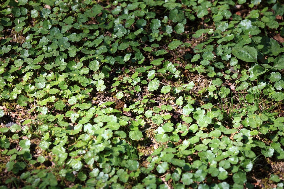 Environment flora foliage
