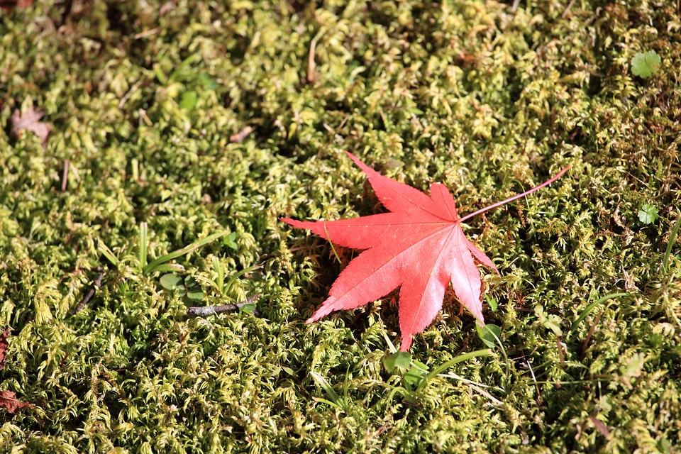 Autumn autumn season flora