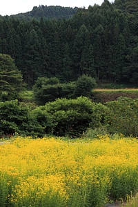 Agriculture branch branches photo