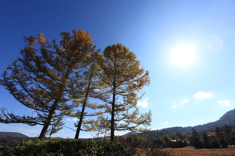 Autumn branch conifer