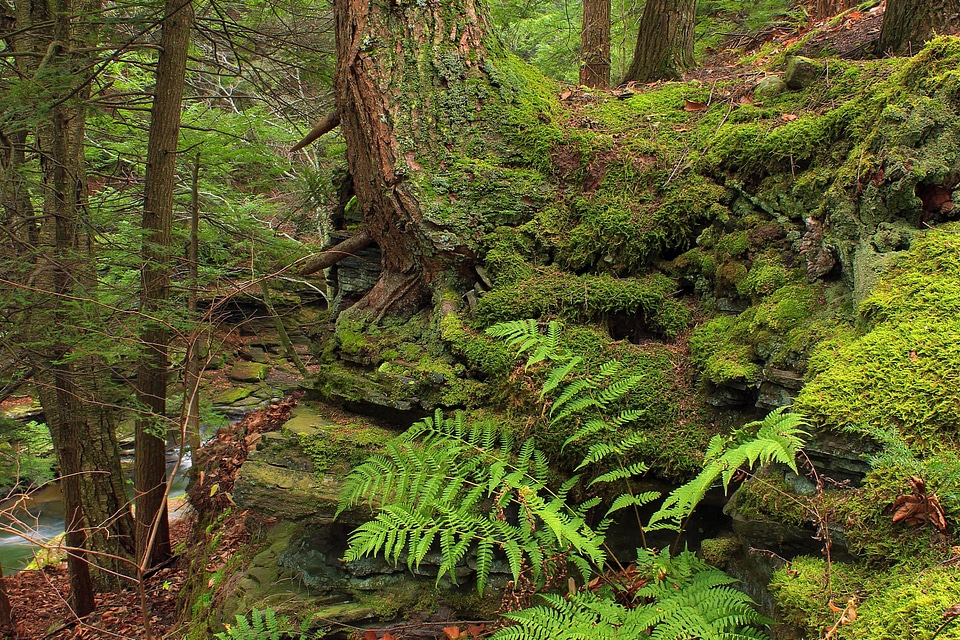 Branch branches environment