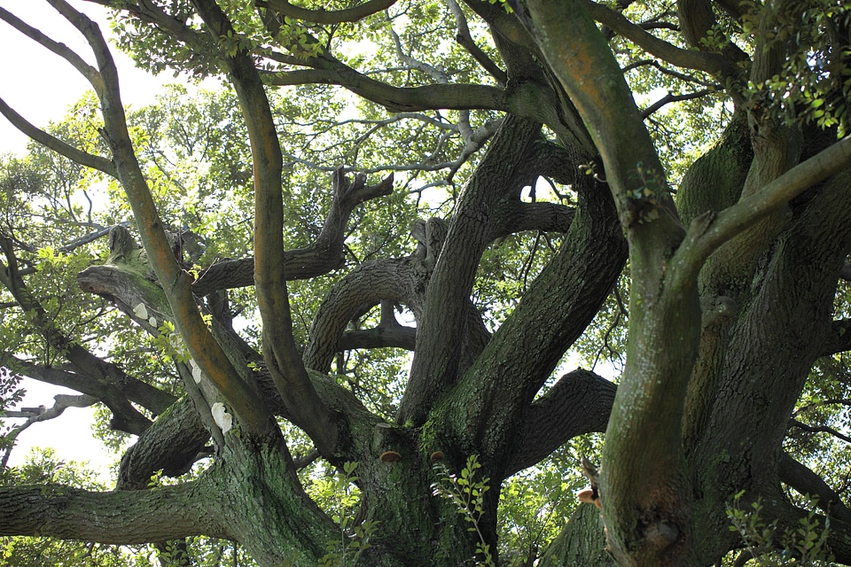 Bark branch branches