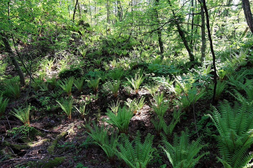 Branch branches environment