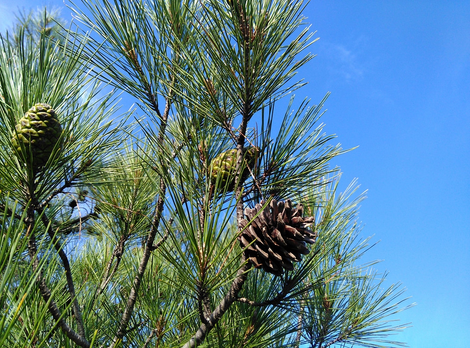 Beautiful Photo branch conifer
