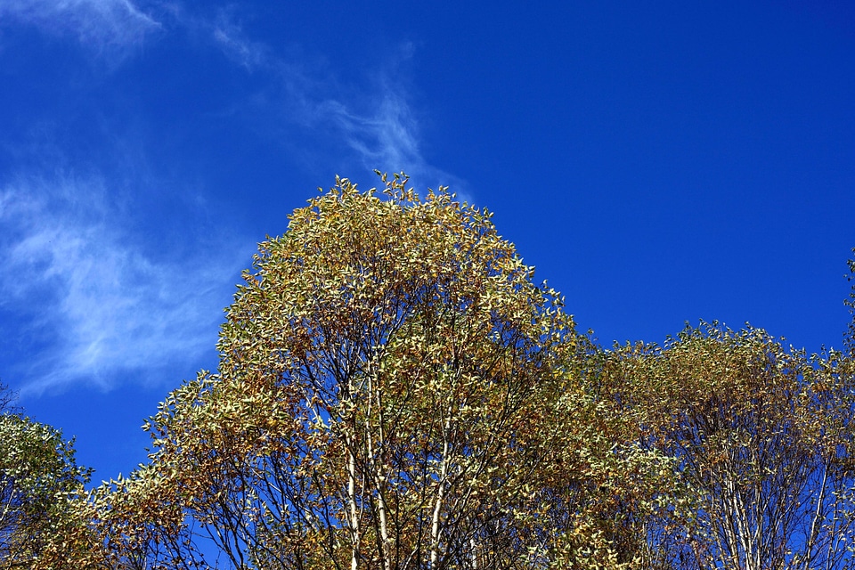 Blue Sky environment foliage