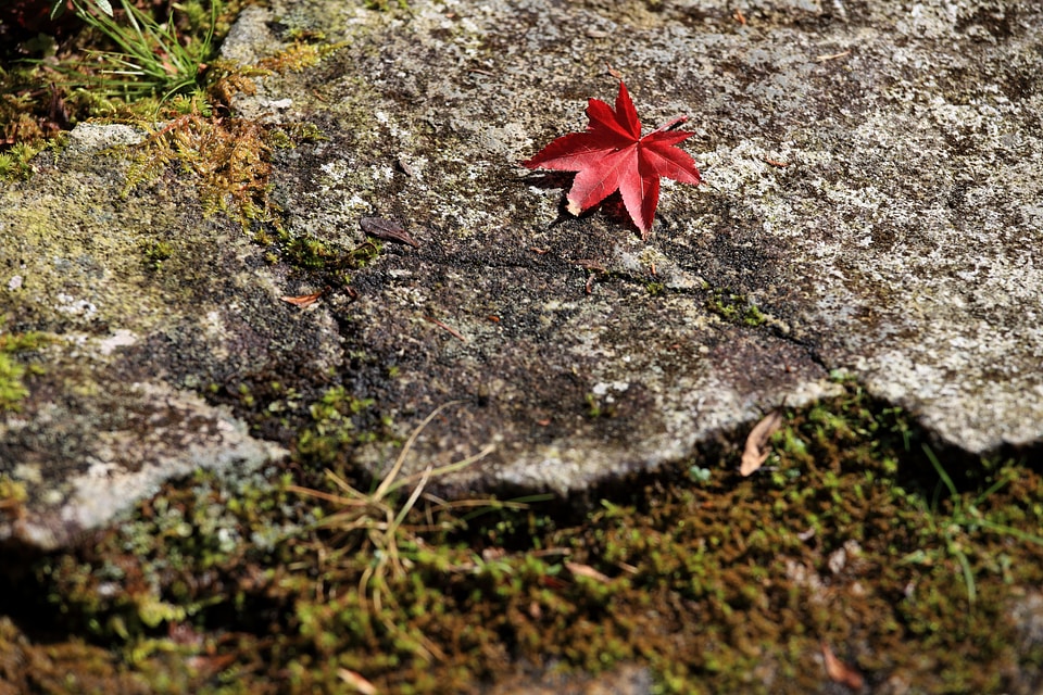 Environment flora leaf