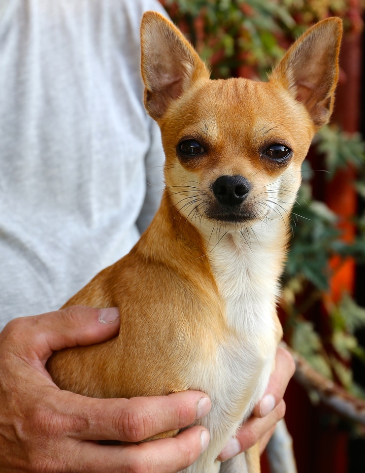 Chihuahua sobel dog