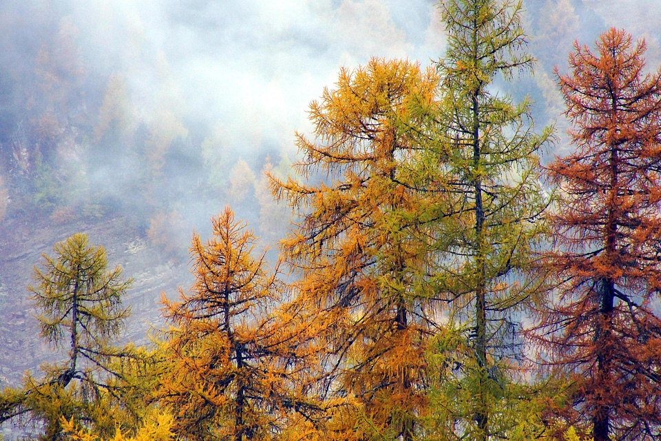 Autumn autumn season branch photo