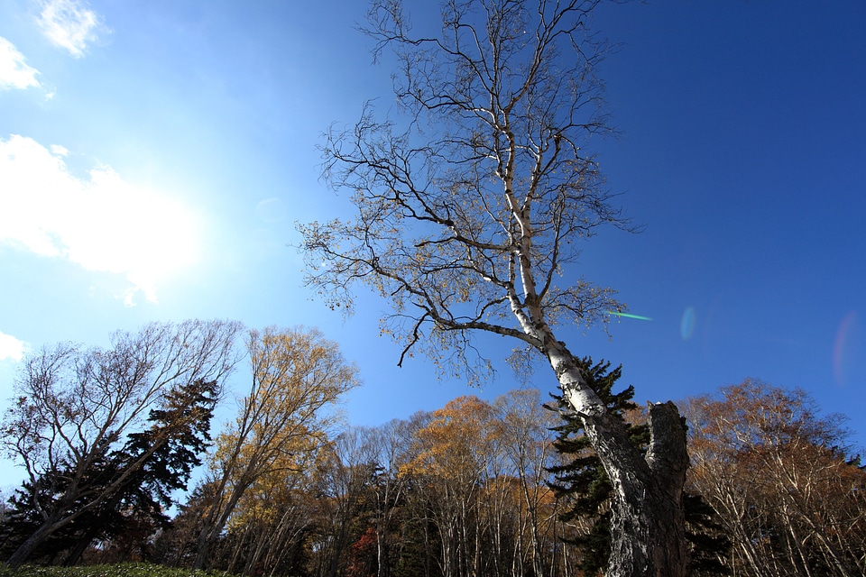 Branch forest landscape