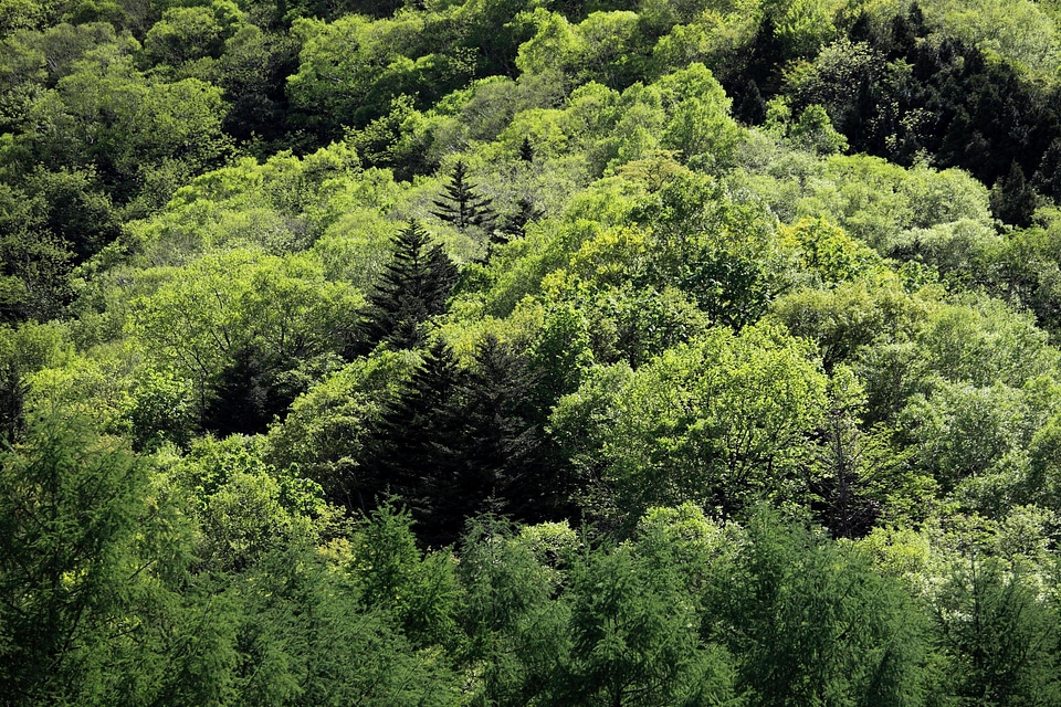 Environment flora foliage