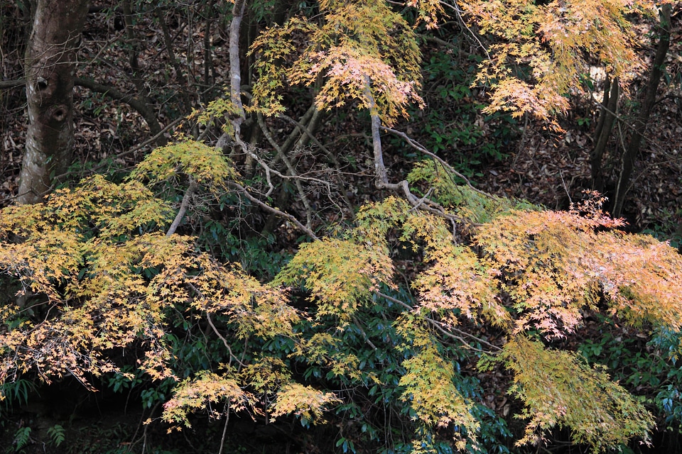 Autumn branch environment