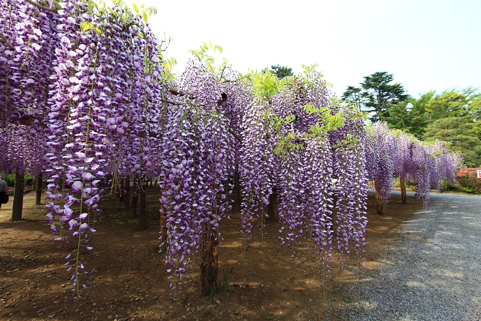 Beautiful beautiful flowers blooming