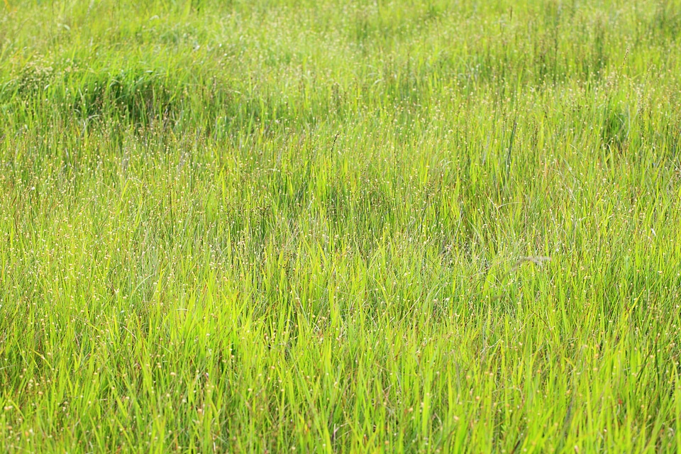 Agriculture environment field
