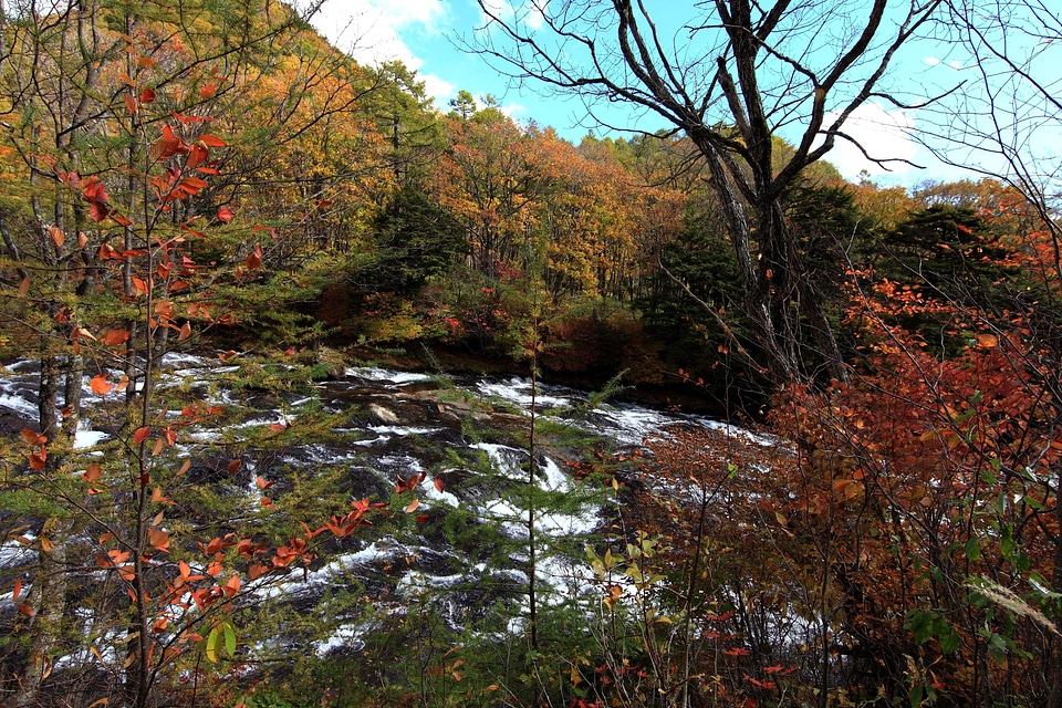 Autumn autumn season foliage photo