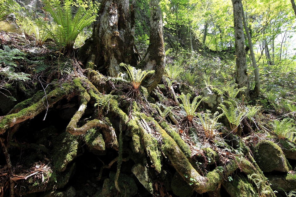 Branch environment fern