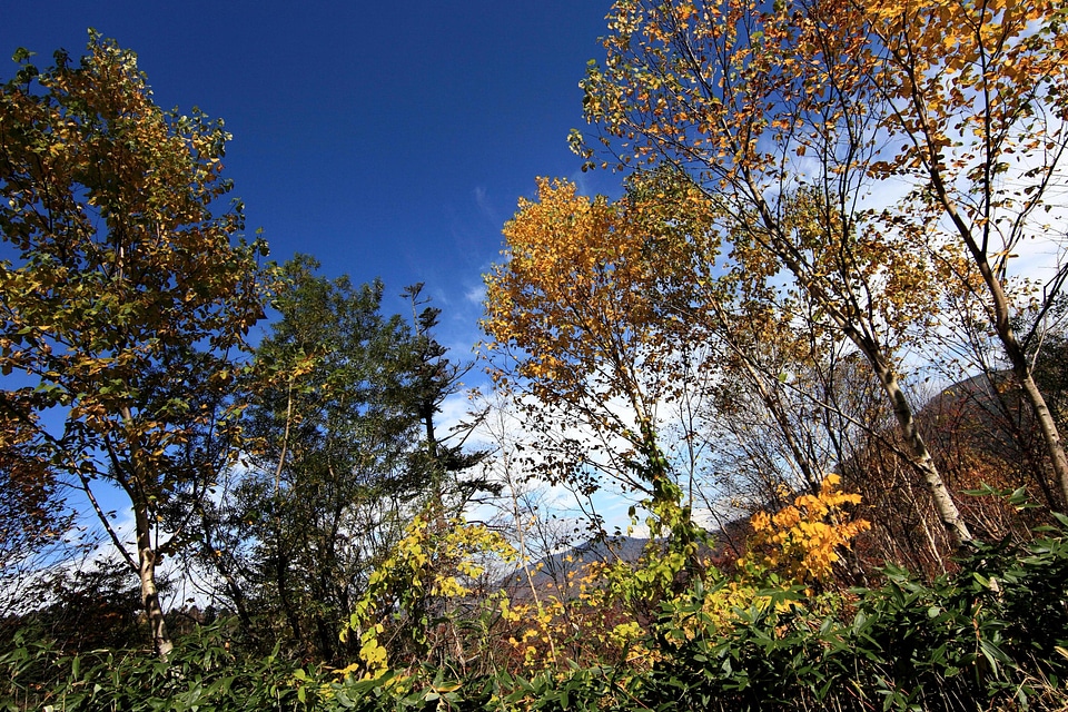 Autumn autumn season birch