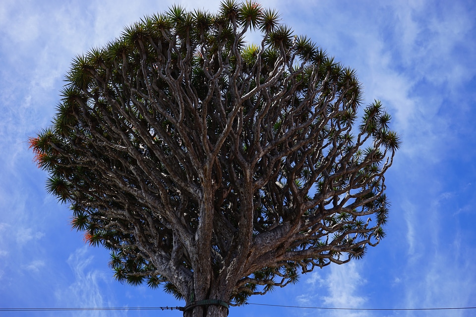 Dracaena draco aesthetic branches
