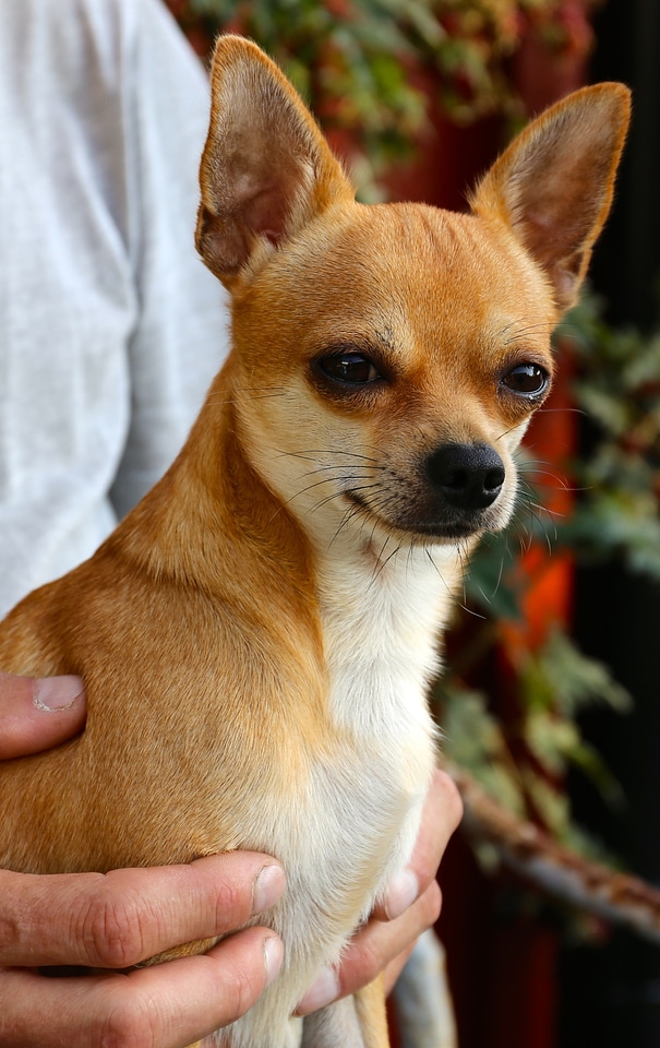 Chihuahua dog sobel