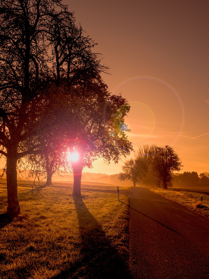 Sunset trees meadow