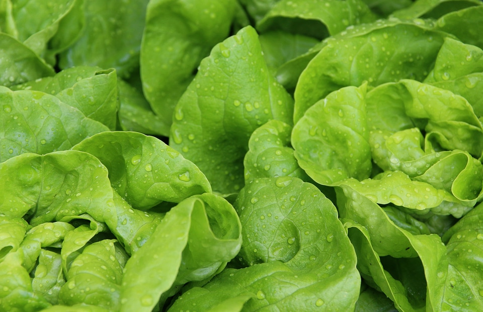 Agriculture calorie dark green
