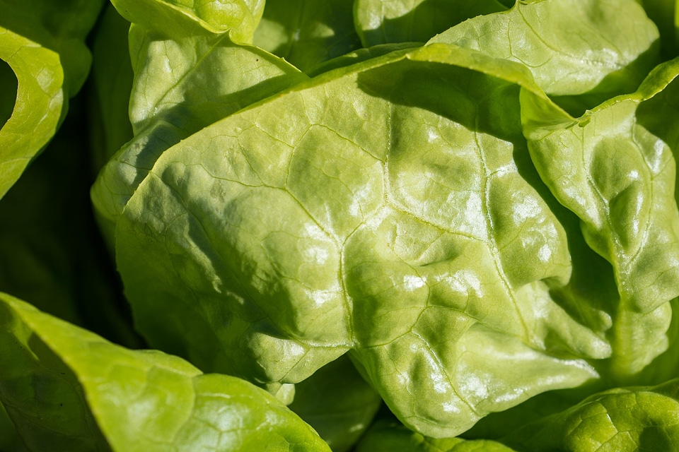 Agriculture basil calorie