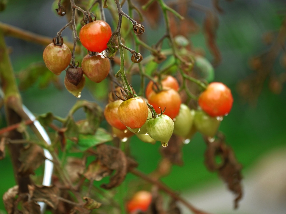 Agriculture berry branch
