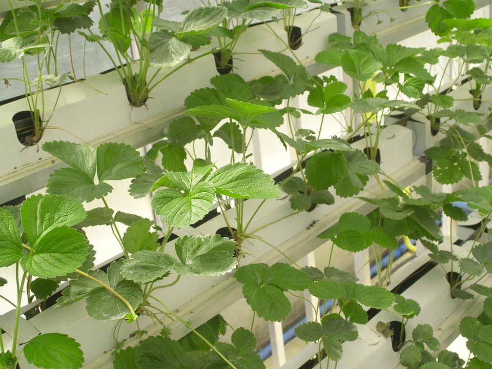 Agriculture botanic botanical