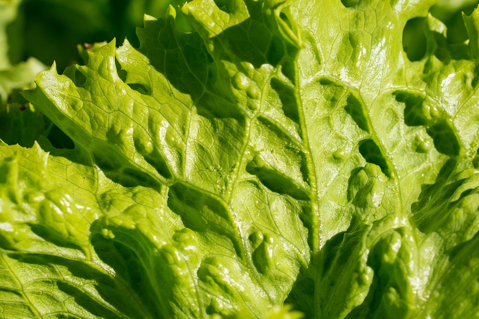 Agriculture calorie chlorophyll