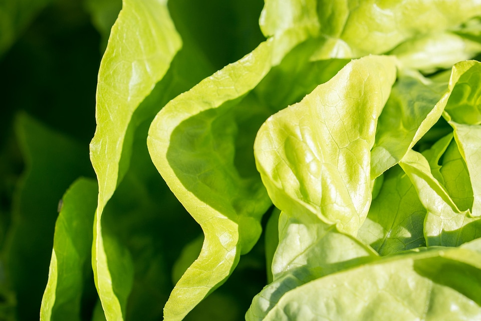 Agriculture calorie delicious