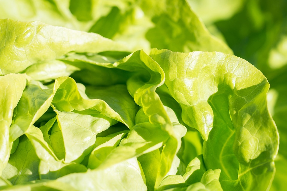 Agriculture calorie delicious
